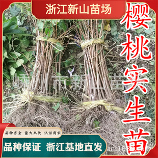 �㽭���l ���Ҍ����� Ұ�������� ɽ������ ������ľ�� �ݙј���