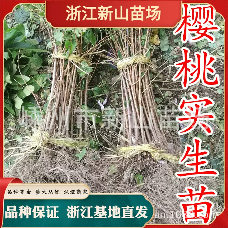 浙江批发 樱桃实生苗 野生樱桃苗 山樱桃苗 樱桃砧木苗 草樱树苗