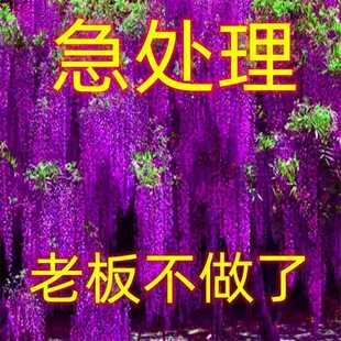 �Iһ�l�����ٻ���������ֲ���ļ��L�������}���Ե��Զ໨ͥԺ�G��