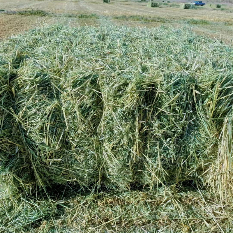 黄金燕麦草草捆 养殖场奶牛牦牛马羊骆驼牧草饲草青干草 源头好货