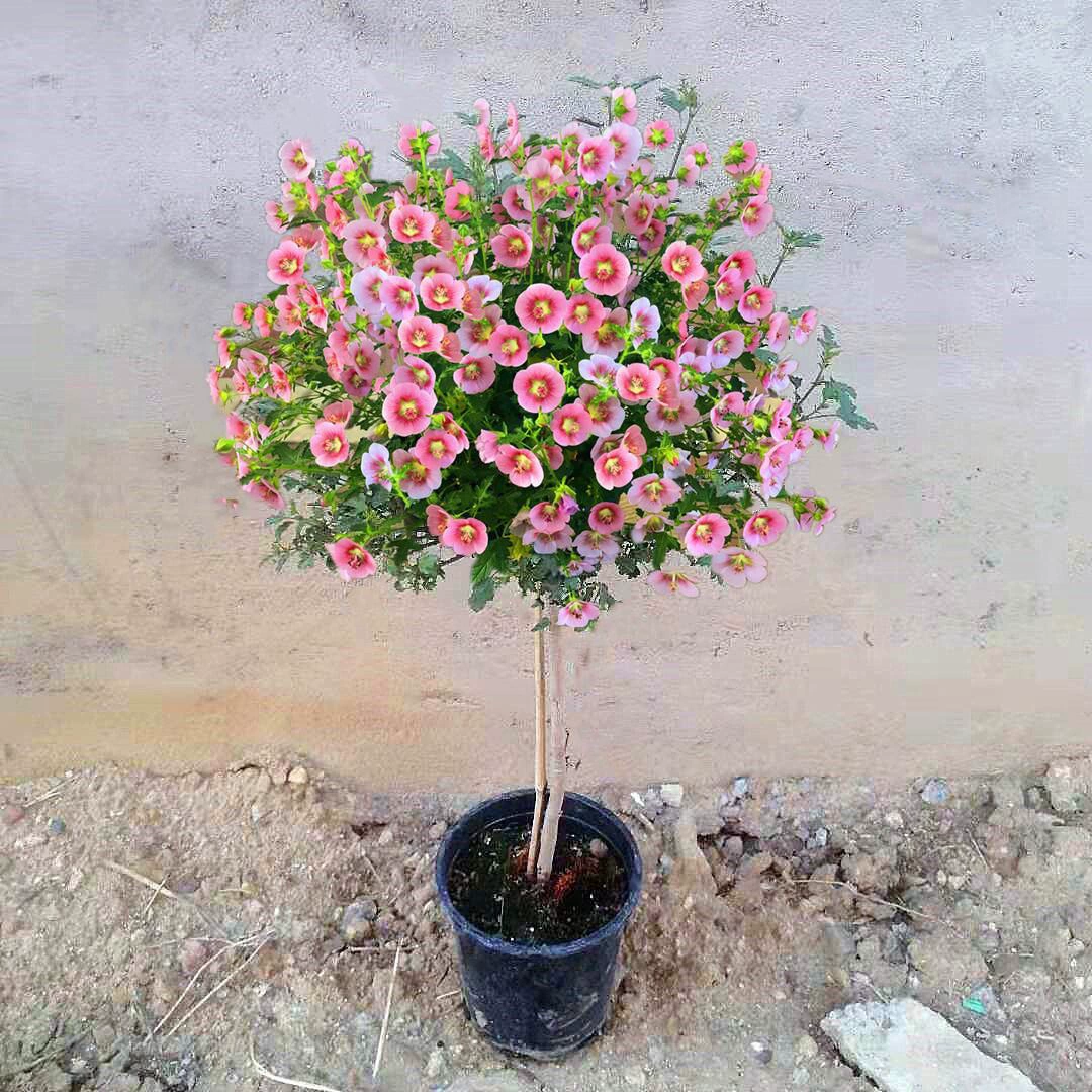 Маленький цветок леденца гибискуса Рассада в горшке Четыре сезона Легко жить Хорошо поднять взрывной горшок Цветущие растения Маленькое комнатное дерево Рассада цветок гибискуса