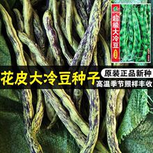 大冷豆八月忙花皮豆种子芸豆角种子四季播高产量蔬菜种籽孑