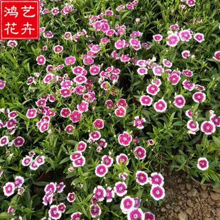 ���ݻ��ع����޸��������ʯ���ļ��_���͟�ͥԺ���ʯ�����Ի���