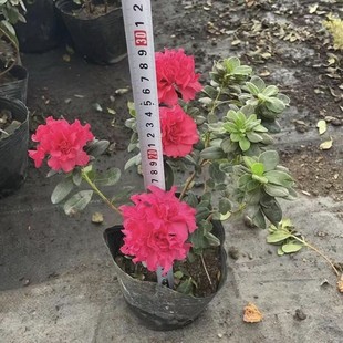 2508���̶��Në�Në���N���N���N��������