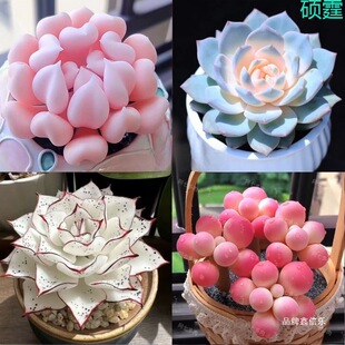 �¿����ֲ�����ԽM�ς�Ӱ���ۼt�������ֺ��B�ͺ��k�����ⳣ��