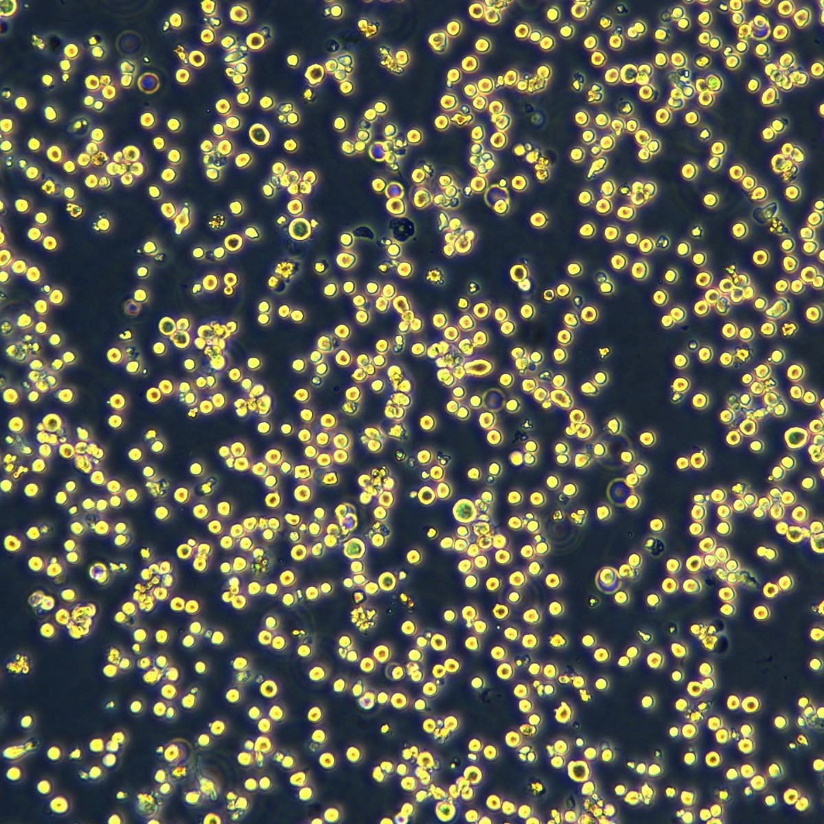 2025-09-18 13:50:11.jpg