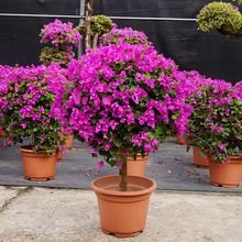 ��������������Ϙ������ǎ�������÷���Ի����̨ͥԺ����ֱ�l