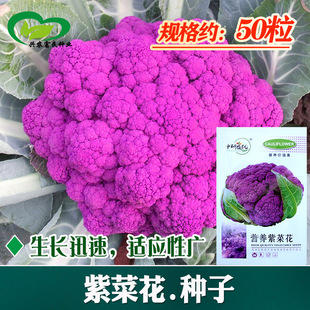 �ϲ˻��N�� �r��ˈ@�����߲˶�N��Ҭ���ϲ˻���