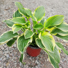 ߅ 񴺰 Qɻ ݻ   @־Gľرֲ