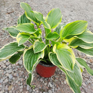 ��߅������ �񴺰� ���Q�ɻ� ���ݻ� ����  �@�־G����ľ�ر�ֲ��