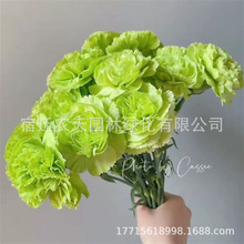 康乃馨花籽四季花卉观花植物易活室内外盆栽开花不断耐寒花种籽子