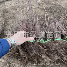 �|���t�~���~÷ �����ذ�t�~���~÷�� С�Ҽt�@�־G������Ǥ����