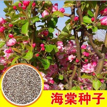 苗圃批发八棱海棠种子四季海棠苹果可以嫁接苹果各种海棠种子