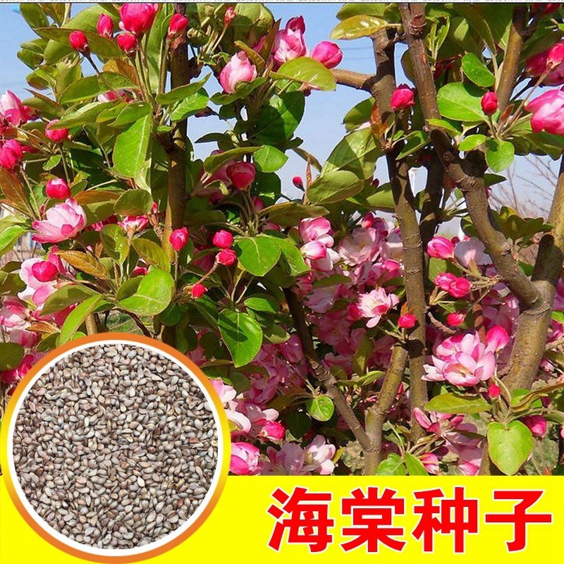 苗圃批发八棱海棠种子四季海棠苹果可以嫁接苹果各种海棠种子