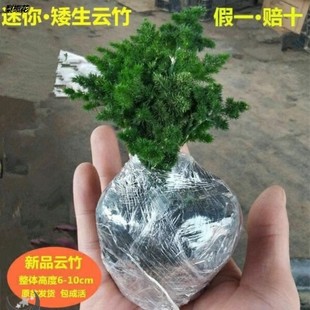 Yunzhu Small Bonsai Authentic Tangshan Dwarf Asparagus Chinese Style Rockery Bonsai Office Desktop Potted Mini Green Plant