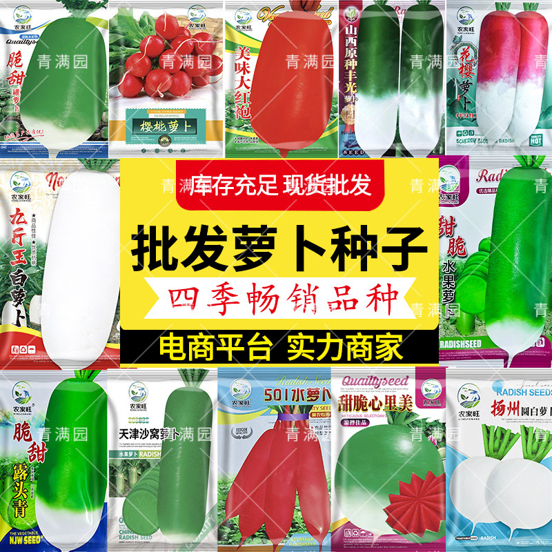 丰光一代萝卜种子露头青老品种萝卜种籽秋冬耐储蔬菜水果萝卜种籽