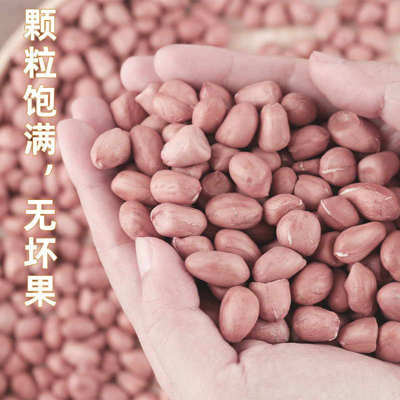 집에서 재배 - 2.5kg 대형 입자 [선택 팩] 순중량