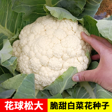 Ҭ˷Nɻ˰׻ЙCϻ˷NѴȫ＾߲ݲϷ