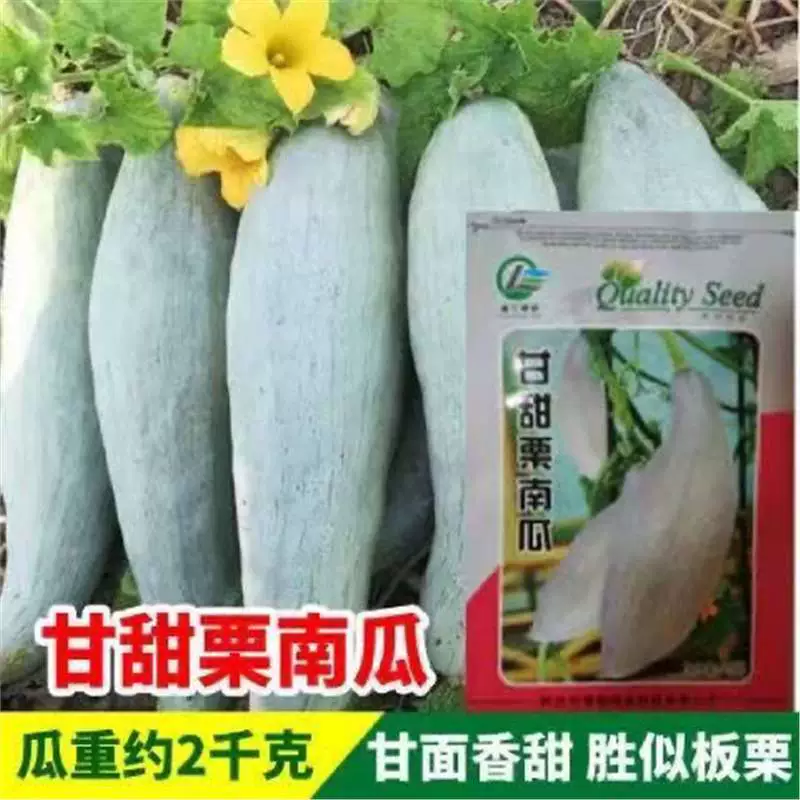 Аутентичные сладкие каштановые тыквенные семечки Благородные тыквенные семечки Золотой шелк Яичный желток Северо-Восточный уродливый Wo Gua Candy Тыквенные семечки