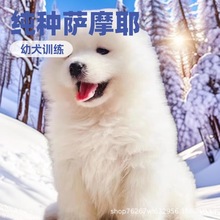 批发微笑天使萨摩耶雪橇犬幼犬活体宠物狗狗工作犬护卫犬伴侣犬
