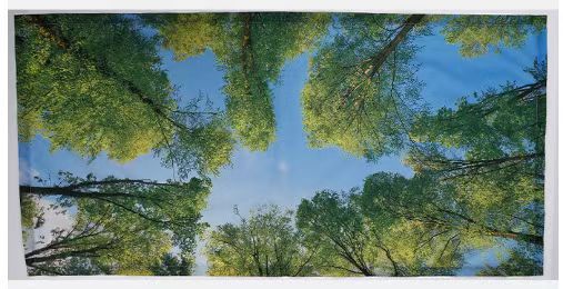 숲속의 하늘 1 (121*61)