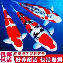 锦鲤观赏鱼冷水淡水活鱼好养易活红白黄金鱼锦鲤活鱼大锦鲤鱼池