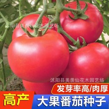 大果番茄种子甜老品种粉红色沙瓤西红柿种子高产阳台盆栽蔬菜种籽
