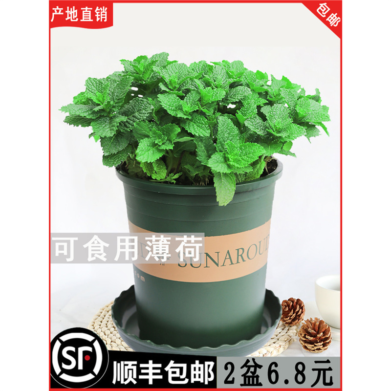 薄荷盆栽可食用水培柠檬薄荷叶好养迷迭香苗驱蚊植物室内新鲜绿植