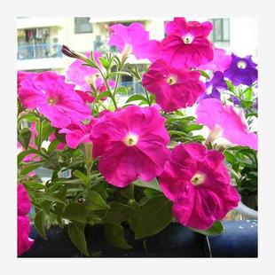 Petunia Seeds Flower Seeds All Year Round Flower Seeds Easy to Grow Indoor and Outdoor Balcony Potted Perennial Mixed Color Florals Easy to Grow