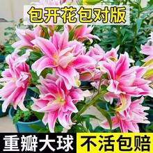 ��ˮ�ٺϻ��N���ذ��ش��҃ȴ����_�������l�ֲ̨�ﻨ���M�����