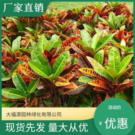 其他园林植物;水生植物;灌木