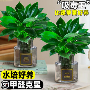 �������ֲ���K��荾G�}ˮ����~�Gֲ�����k���҃ȑ��˺��B����
