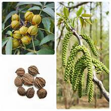 山核桃种子小核桃树种子当年新采林木种子可食用核桃可制文玩原料