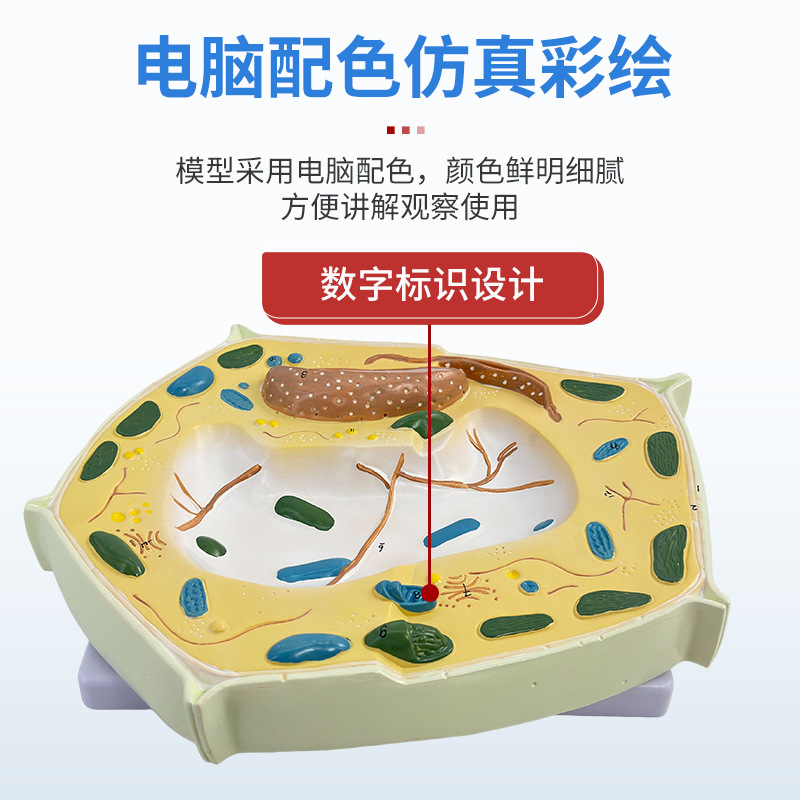 ����ֲ��ϸ��ģ����΢�ṹ����ģ������ϸ��Ĥϸ����ϸ����������