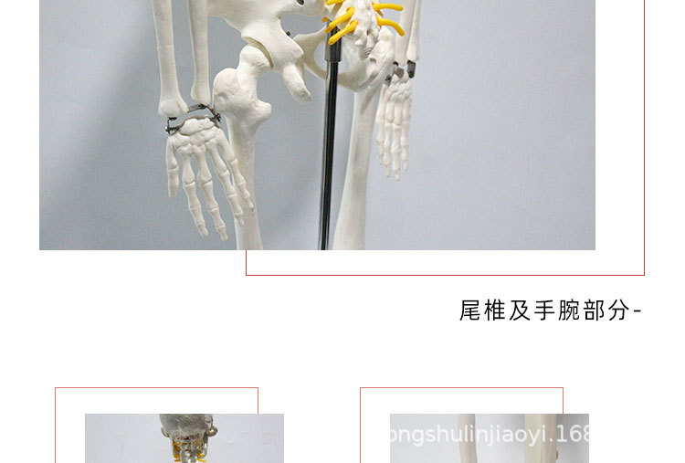 5 85cm悬挂版骨骼模型.jpg
