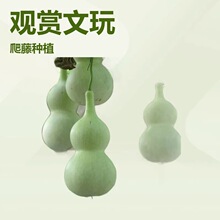 �ƺ��J�N�Ӿ��ɺ��J�����J�N�����������߲˷N���^�p����ͥԺ