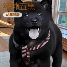 定制纯种五黑中型土猎犬家庭护卫犬五红宠物狗狗幼崽活体小狗批发