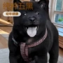 纯种活体家庭定制猎犬