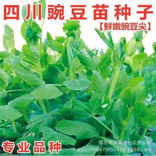 �o��㶹��N���ļ��׷N�̨�����㶹��N��ѿ��˴��ﲥ�߲˷N��