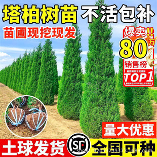 ���ؘ��玧���ļ�����ͥԺ�е��L�����@�ֹ��̂Ȱ����ؾG���Gֲ