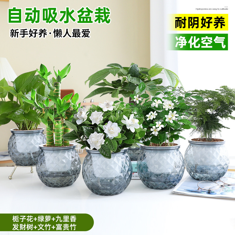 [6 화분 핫셀 조합] 치자나무 + 청무 + 구리향 + 돈나무 + 아스파라거스 + 행운죽