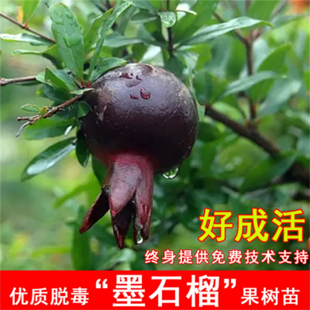 Саженцы сладкого граната с черными семенами чрезвычайно морозостойкие саженцы плодовых деревьев в горшках с юго-Северного двора, посаженные в текущем году