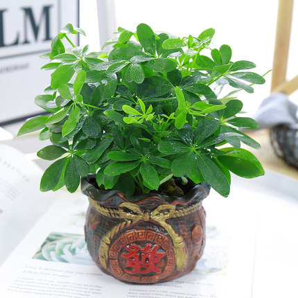 바팡라이카이 4그루(부주머니) + 영양액