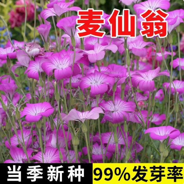 麦仙翁种子 别名麦毒草花期长四季播种 花坛花境庭院景观花卉种子