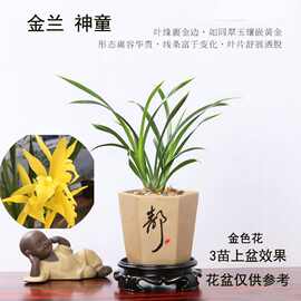 【金边矮种兰花基地带土】浓香好四季兰花苗室内花卉绿植盆栽