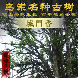 凤姐家茶【百年老枞茶 城门香】乌岽小众单丛茶叶 凤凰单枞茶春茶