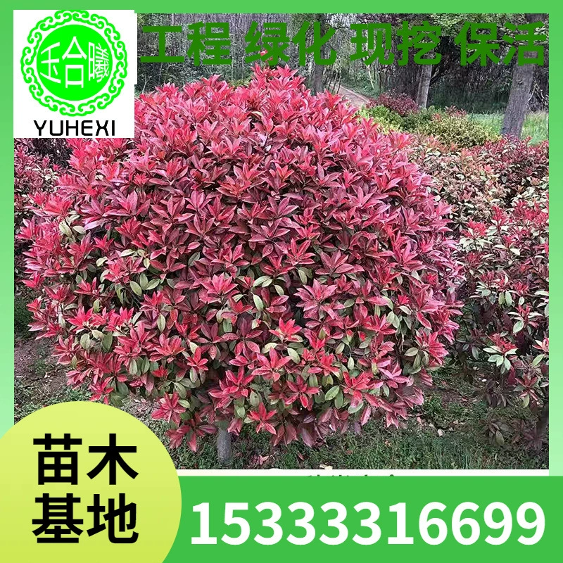 Прямые поставки с места происхождения, шары из красного листа морозоносы оптом, зеленые саженцы, посадка во дворе, морозостойкие и теневыносливые вечнозеленые зеленые саженцы в любое время года.