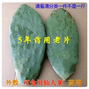 Beauty Cactus Medicinal Cactus Edible Cactus Old Cactus Medical Potted Cactus Medicinal External Application