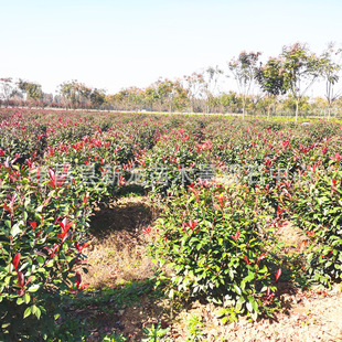 �����N��ֱ��100--120--150--180-200���־G����ľ��t�~ʯ���