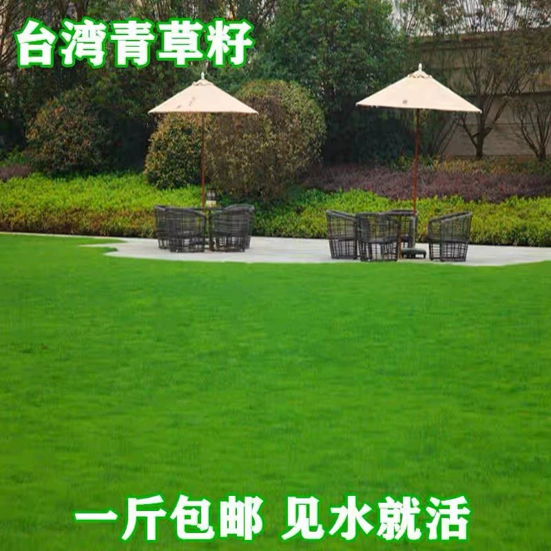 Семена газона Тайвань 2 мелколистный спорыш низкорослых четырехсезонных видов трав Тайвань семена трав Экологизация семян трав